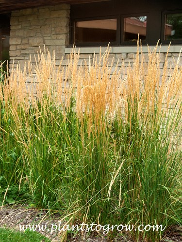 Ovedam Feather Reed Grass (Calamagrostis arundinacea)
In mid-August, the plants display tan-colored feathery flower heads.